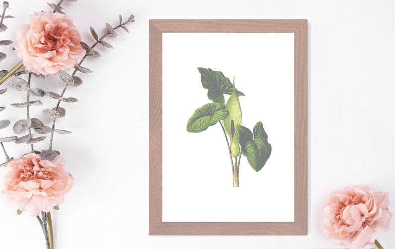 Plant Print Poster Floral Print Decor Arum Lily Wall Art Bathroom Print Art Botanical Wall Art Arum Lily Poster Plant Wall Decor