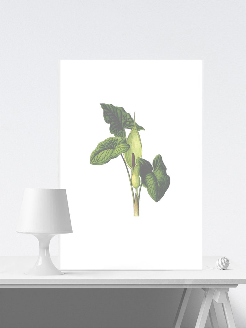 Plant Print Poster Floral Print Decor Arum Lily Wall Art Bathroom Print Art Botanical Wall Art Arum Lily Poster Plant Wall Decor