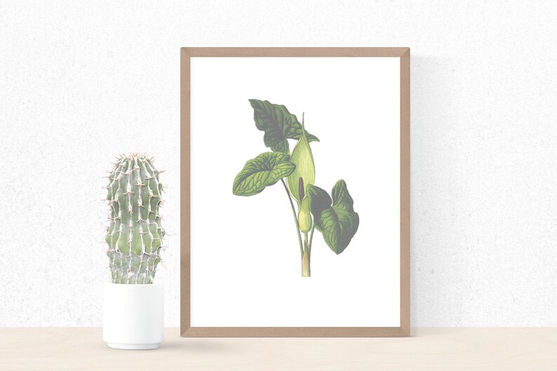Plant Print Poster Floral Print Decor Arum Lily Wall Art Bathroom Print Art Botanical Wall Art Arum Lily Poster Plant Wall Decor