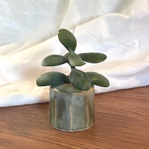 May include: A small, green succulent plant in a handmade, olive-green ceramic pot. The pot has a geometric design and a glossy finish. The plant has thick, rounded leaves. The background is a white cloth and a wooden surface.