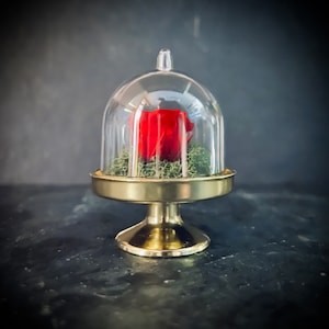 Ewige Rose Mini, Infinity Rose