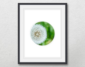 Dandelion blowball in circle, Nature flower photography, Geometric printable wall art, Instant digital download,Home wall decor,Print poster