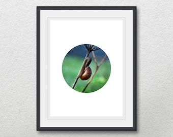 Snail photography, Snail on the plant, Geometric circle printable wall art, Instant digital download, Nature poster, Home decor