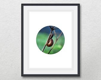 Schnecke Fotografie, Schnecke auf der Pflanze, geometrische Kreis druckbare Wandkunst, sofortiger digitaler Download, Natur-Plakat, Wohnkultur