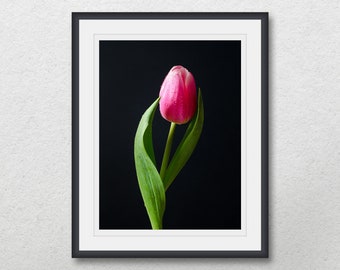 One pink tulip on a black background with water drops, Printable minimalist flower photography, Home wall decor, Poster prints, Photo gift