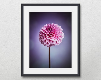 Pink Dahlia flower with water drops photography, Printable plant poster art, Print home wall decor, Modern botanical photo gift download