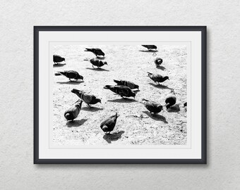 Pigeons photography, Black and white printable photo, Birds on the ground, Instant digital download, Print wall art, Home decor,Dove poster