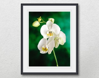 White Phalaenopsis Orchid on a green-black background, Flower photography digital download, Botanical poste art, Printable home wall decor