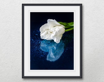 White tulip with water drops, Reflection flower photography, Printable wall art, Home decor, Botanical print poster,Instant digital download