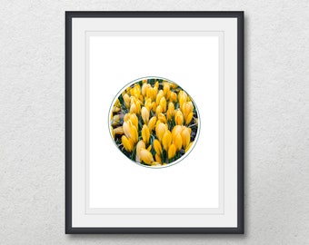 Yellow crocus, Nature flower photography in circle, Geometric printable wall art, Instant digital download, Home wall decor