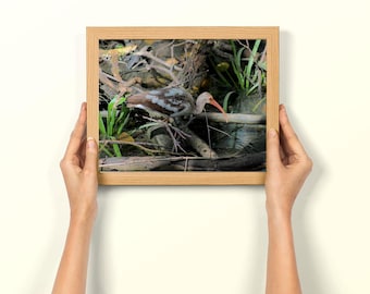 Weißer Ibis Vogel Foto, Natur Fotografie, Vogel Kunstdruck, Wildtier Bild, Wanddekoration, Vogel Liebhaber Geschenk