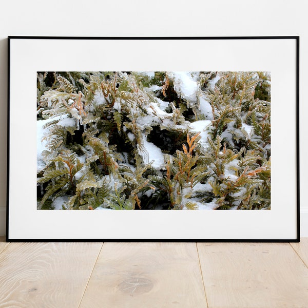 White Cedar Bush Ice Photo Print, Frozen Landscape Wall Art, Winter Nature Decor, Botanical Photography Gift