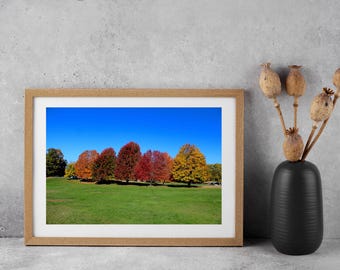 Autumn Tree Landscape Photo, Mendon Ponds Photograph, Fall Foliage Art, Nature Wall Decor, Forest Photo Print
