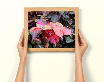 Vibrant Botanical Beauty: A Unique Copper Leaf Photo