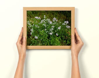 Blooming White Daisy Photo: A Unique Spring Time Gift