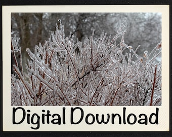 Stunning Winter Magic: A Frozen Branches Photo