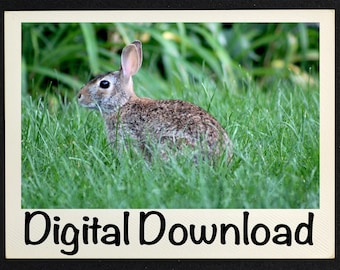 Nature Photo of Rabbit in Grass, Wildlife Art, Rabbit Decor, Greenery Wall Art, Photography Print, Animal Photography