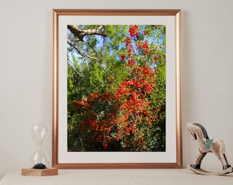 Feuerdorn Pflanze Botanische Wandkunst, Himalaya Pflanze Foto, Natur Fotografie Druck, Dekoration, Geschenk für Pflanzenliebhaber