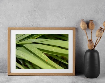 Nature Photo of Raindrops on Montbretia, Botanical Art, Wall Print, Home Decoration, Unique Gift, Plant Photography