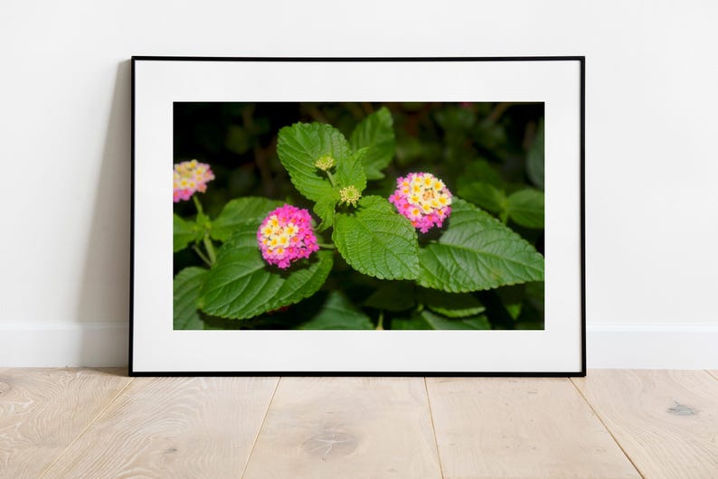 White Purple Lantana Flowers Picture Print, Floral Wall Art, Botanical