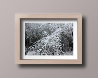 特別な冬の一枚：雪に覆われた美しい枝