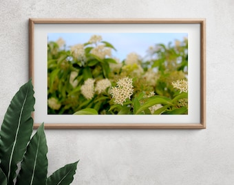 White Silky Dogwood Flowers Print, Nature Inspired Art, Floral Photography, Botanical Wall Decor, Garden Lover Gift