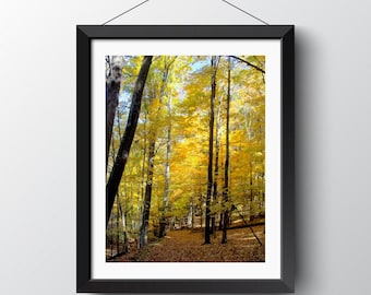 Sunshining on Golden Fall Trees Photo, Autumn Landscape Picture, Nature Photography Print, Wall Art Decor, Seasonal Capture