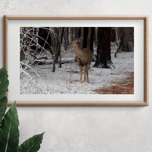 Deer in Mendon Ponds Park, Winter Wildlife Photo, Adult Doe Picture, Nature Art Print, Animal Wall Decor, Deer Lover Gift