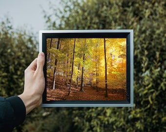 Jesienne zdjęcie parku Mendon Ponds, Złote jesienne drzewa, Wydruk artystyczny o tematyce przyrodniczej, Fotografia krajobrazowa, Dekoracje ścienne, Scena jesienna