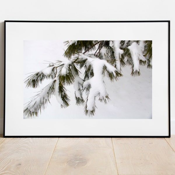 Snow Covered Pine Branch Photo Print, Winter Wall Art, Nature Photography Print, Tree Branch Picture, Snowy Forest Decor