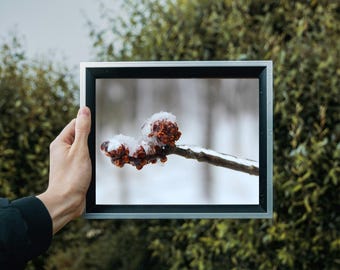 Stunning Winter Magic: A Unique Blooming Branch Photo