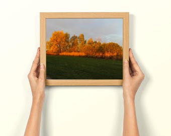 Photo d'arbres et d'arbustes au lever du soleil, image du parc Buckland, paysages naturels, art du paysage, décoration murale, impression de photographie