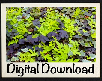 Bed of Green and Purple Leaf Plants Photo, Nature Photography, Botanical Art, Wall Decor, Home Decor, Plant Lover Gift