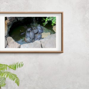 Wildlife Turtle Photo, 14 Turtles Laying in Pond, Nature Decor, Turtle Wall Art, Pond Photography, Gift for Nature Lovers