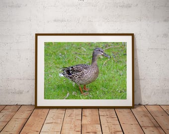 Mallard Duck Wall Art, Female Duck in Field, Nature Photography Art, Wildlife Photo Print, Bird Lover Gift