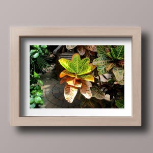 Special Tropical Vibes: A Stunning Croton Plant Photo
