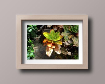 Vibraciones tropicales especiales: una impresionante foto de la planta Croton