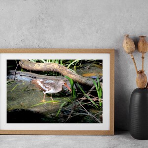 Weißer Ibis Vogel Foto, Vogel Fotografie, Wasserreflexion Bild, Naturfotografie, Wildtier Wandkunst, Vogel-Dekor, Haus Geschenk