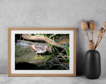 Weißer Ibis Vogel Foto, Vogel Fotografie, Wasserreflexion Bild, Naturfotografie, Wildtier Wandkunst, Vogel-Dekor, Haus Geschenk