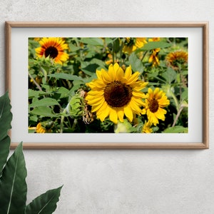 Large Beautiful Sunflowers Photo, Sunflower Wall Art, Nature Photography, Floral Art Print, Home Decor, Garden Lovers
