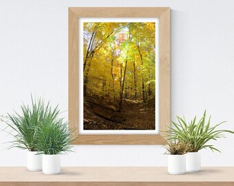 Wysokie jesienne drzewa, zdjęcie Mendon Ponds, wydruk artystyczny w jesiennych barwach, dekoracje przyrodnicze, fotografia krajobrazowa, rustykalna sztuka ścienna