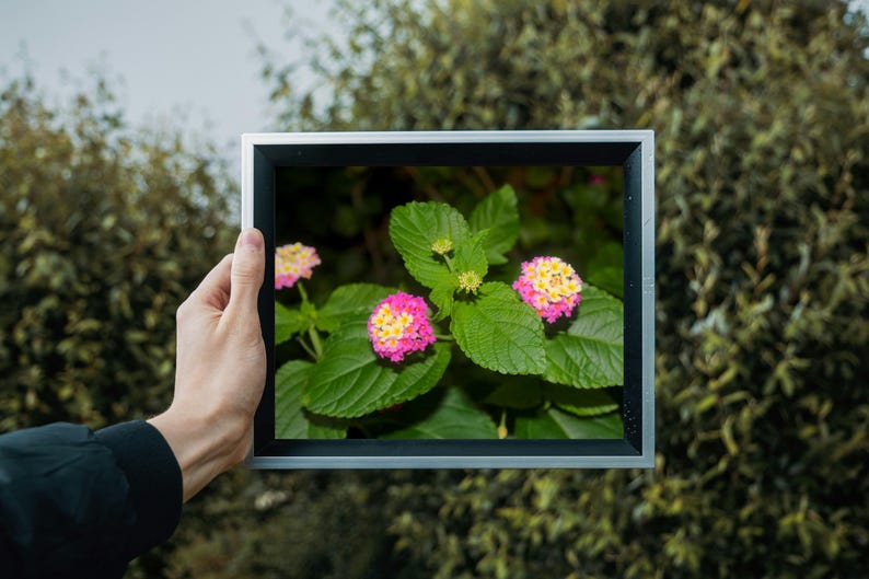 White Purple Lantana Flowers Picture Print, Floral Wall Art, Botanical