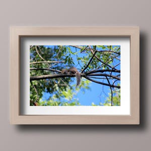Squirrel Photo in Tree Branch, Nature Wall Art, Animal Photography Print, Wildlife Decor, Squirrel Picture, Perfect Gift for Nature Fans