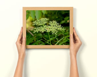 Pre-Bloomed White Flowers Photo, Nature Photography, Floral Wall Art, Botanical Print, Home Decor, Photography Gift