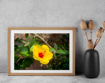 Yellow and Red Rosemallow Flower Photo, Nature Photography, Botanical Wall Art, Flower Print, Home Decor, Gift For Garden Lovers