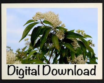 Stunning Silky Dogwood Flowers: A Beautiful Photo Gift