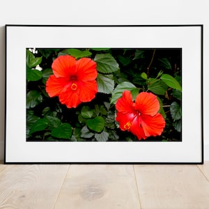 Special Tropical Gift: Beautiful Red Hibiscus Flowers