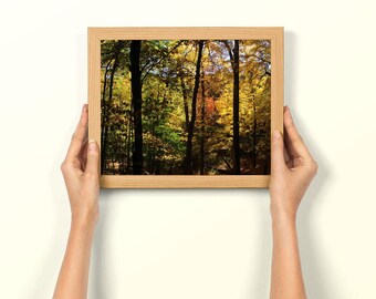 Fotografia jesiennego krajobrazu, sztuka Mendon Ponds, zdjęcie wielobarwnych drzew, wystrój domu w stylu naturalnym, wydruk fotografii jesiennej