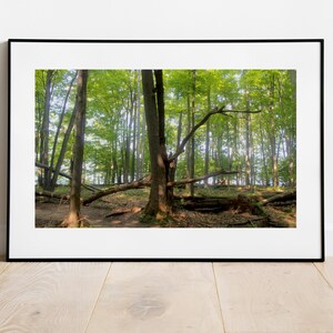 May include: A photograph of a forest scene with a large tree in the center. The tree has many branches that are reaching out towards the sky. The forest is filled with green trees and sunlight is shining through the leaves.