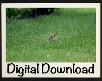 Tall Grass Rabbit Photo, Bunny Photography, Nature Scene Print, Wildlife Picture, Animal Art for Kids Room